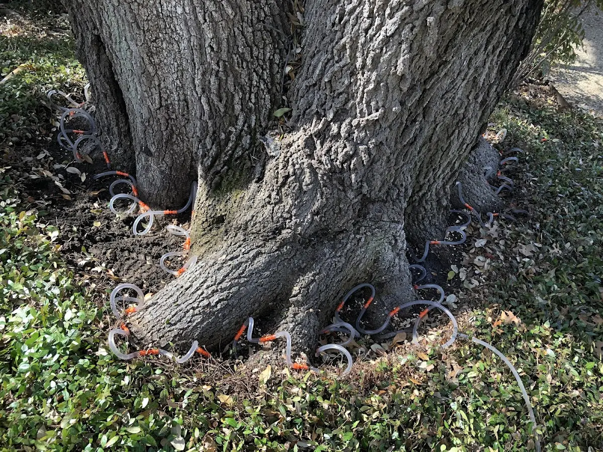 Detailed Tree Cabling and Bracing job site in Mc Dowell