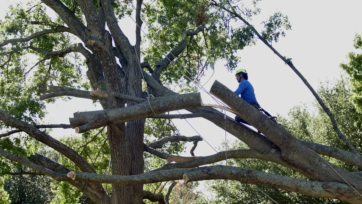 Professional Crown Thinning performed by certified arborists in Mc Dowell